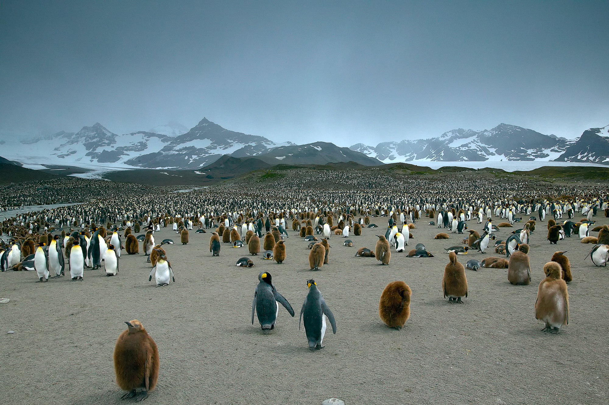 king penguins at St. Andrews Bay