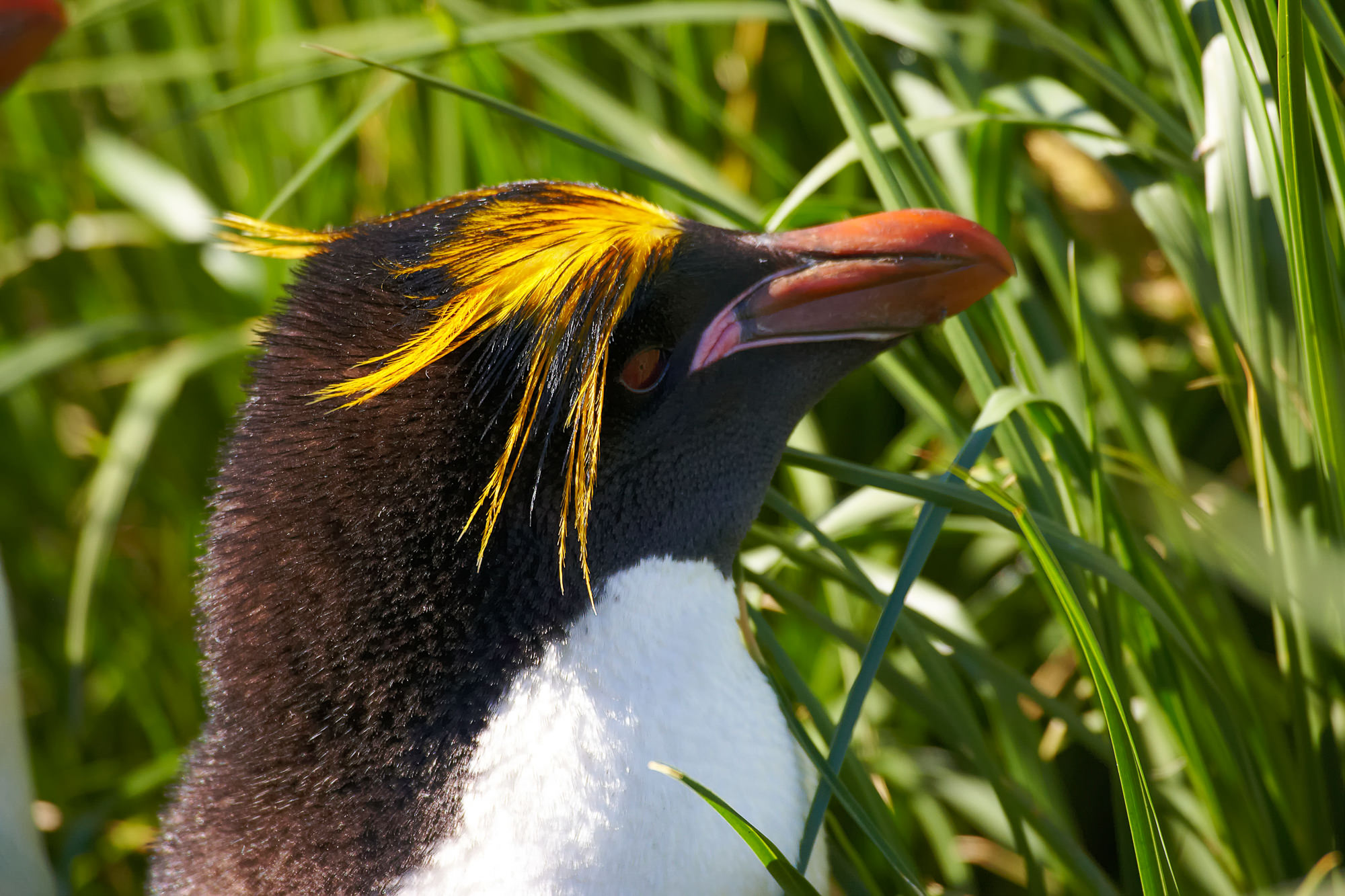 macaroni penguin
