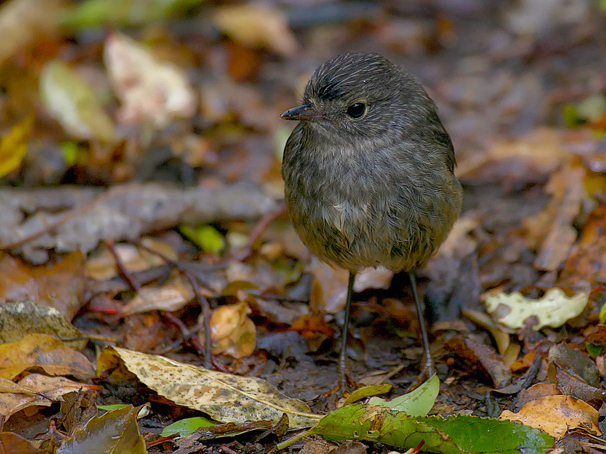 New Zealand Robin or Toutouwai (Māori)