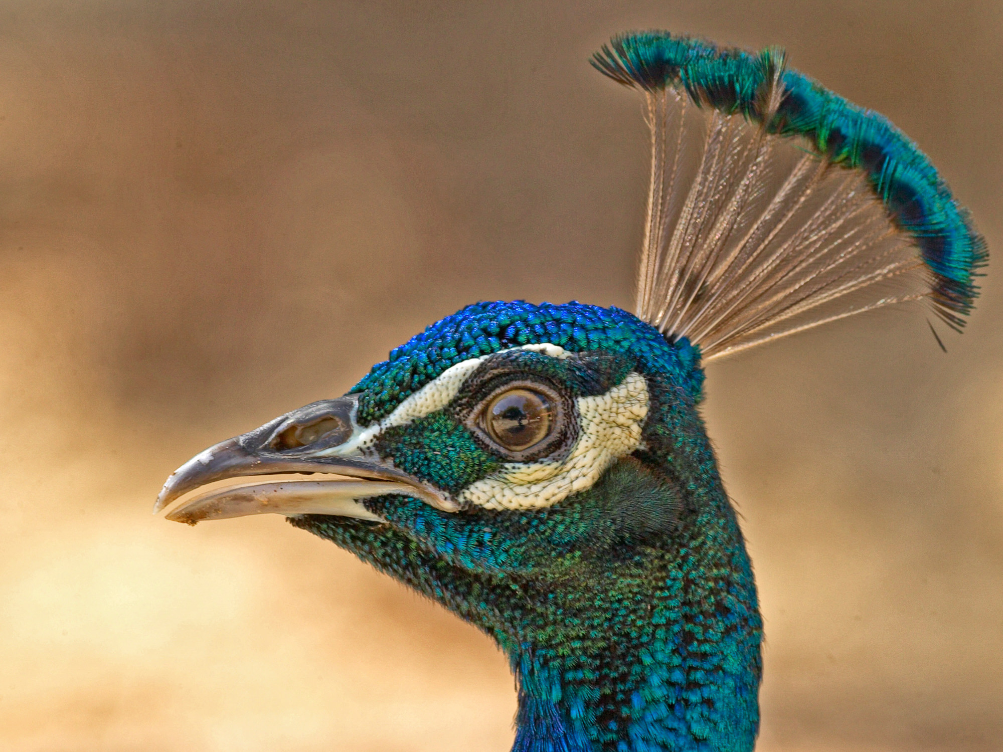 peacock