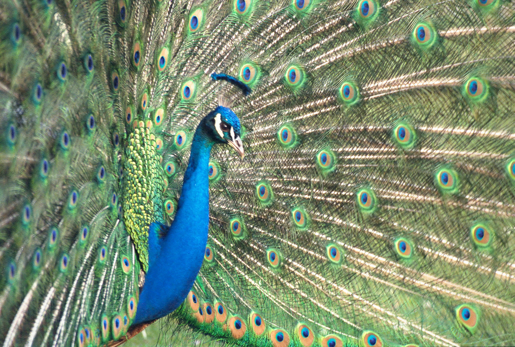 peacock