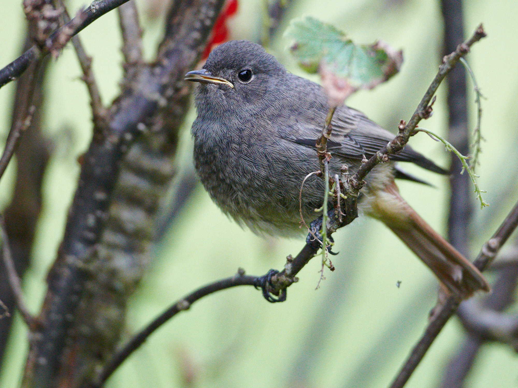 redstart