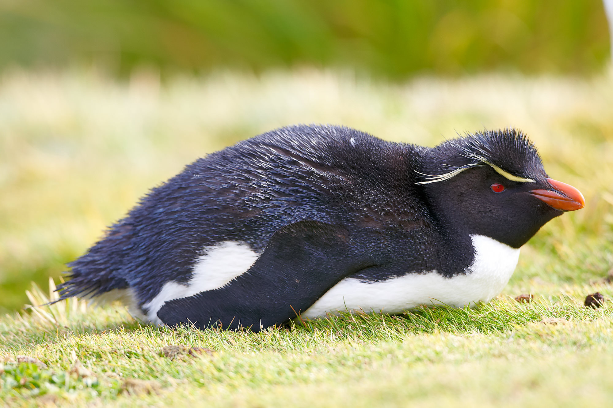 rockhopper penguin