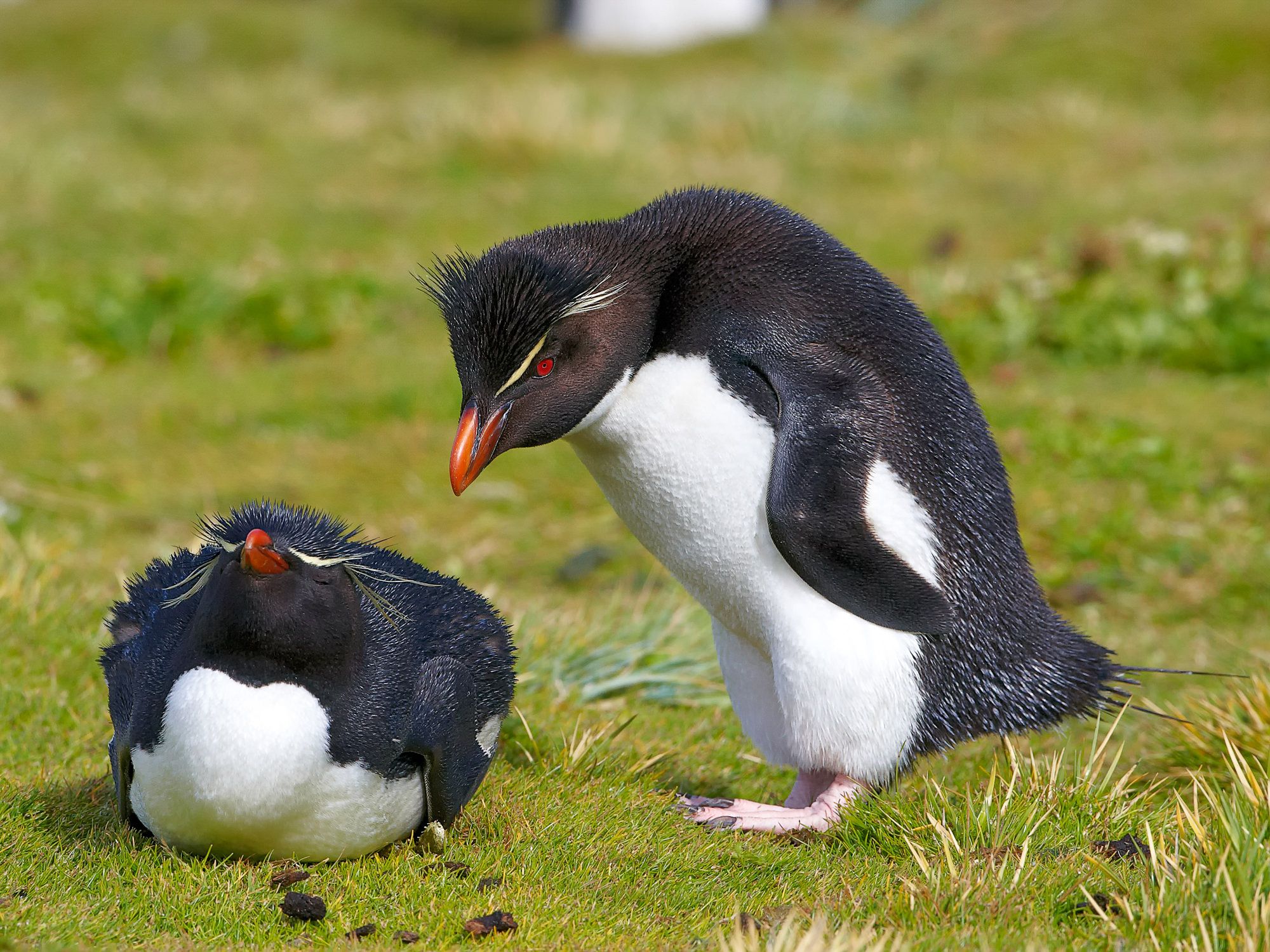 loved rockhopper penguins