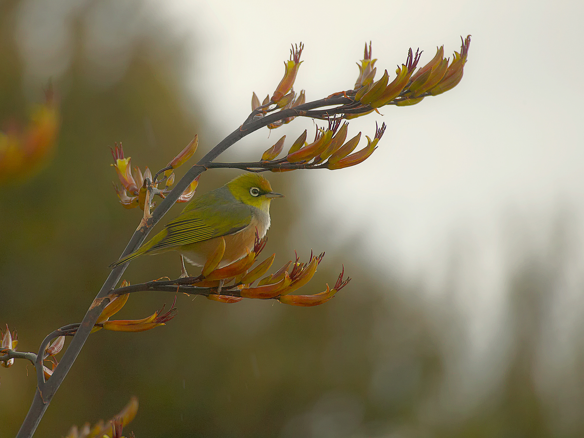 silvereye, New Zealand