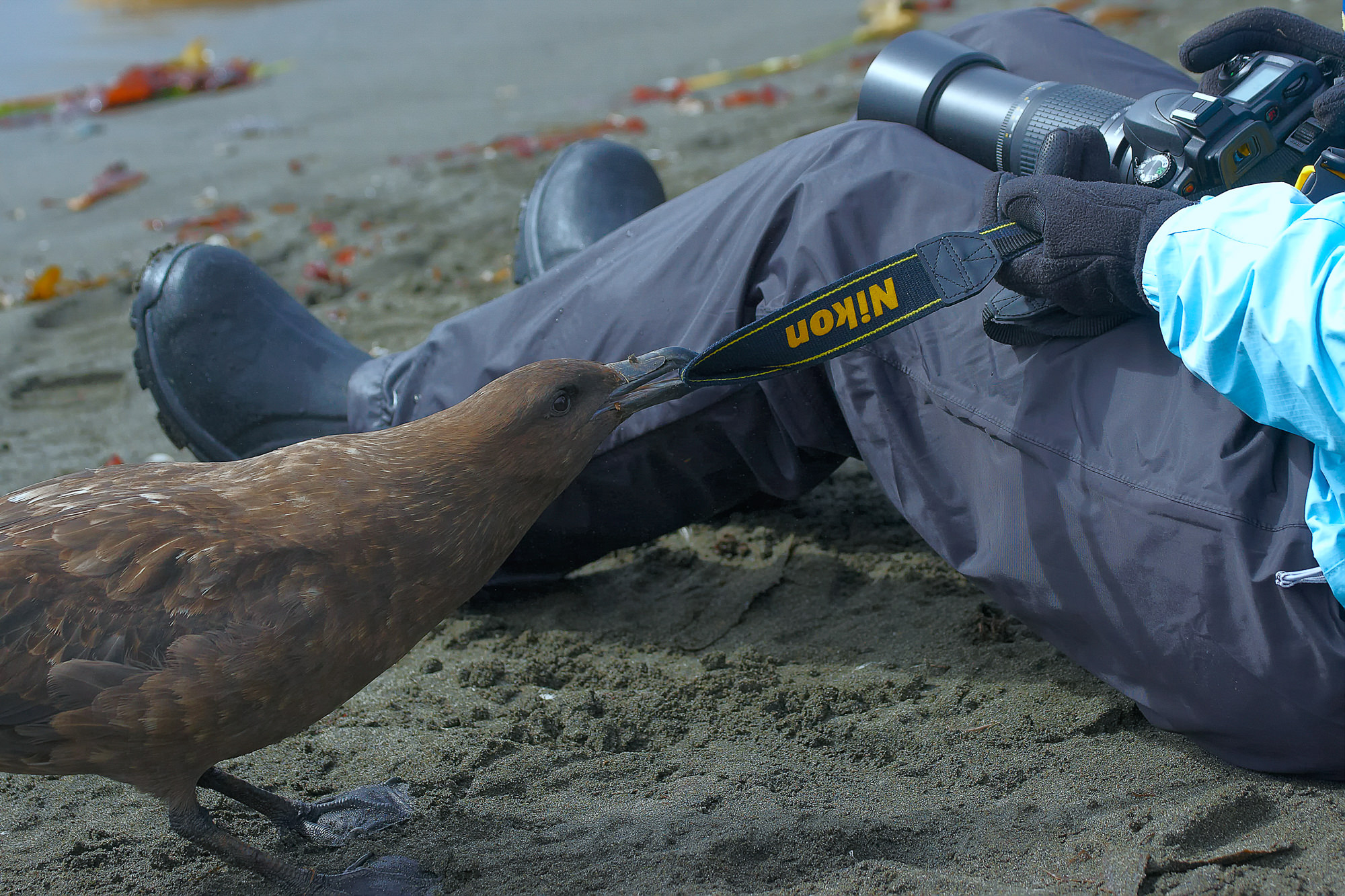 skuas on the Antarctic Peninsula are not shy and very interested