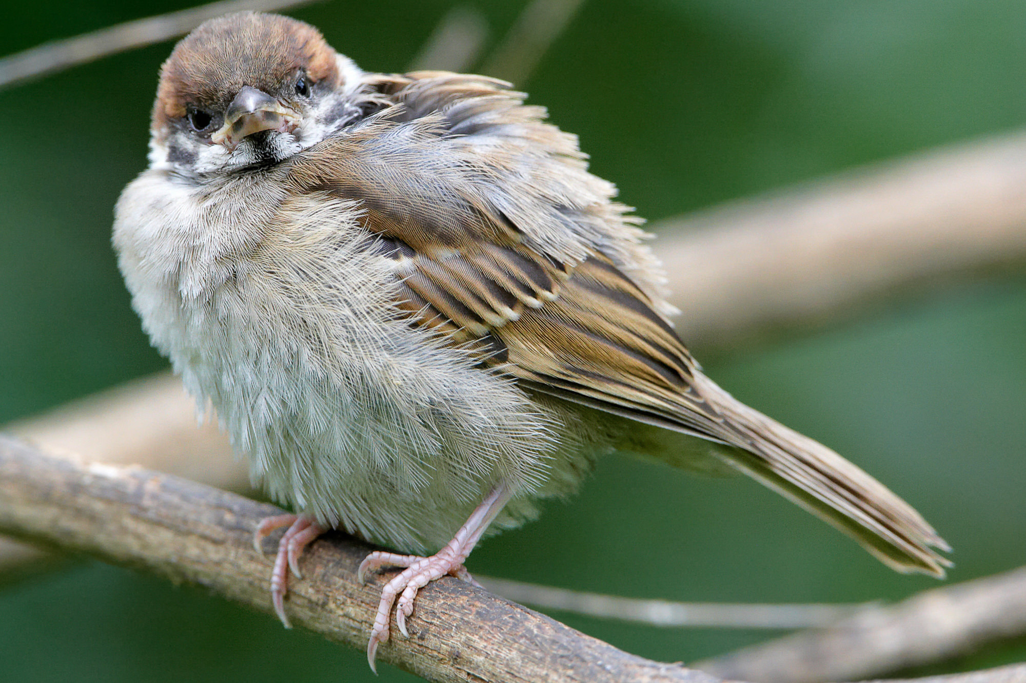 young sparrow