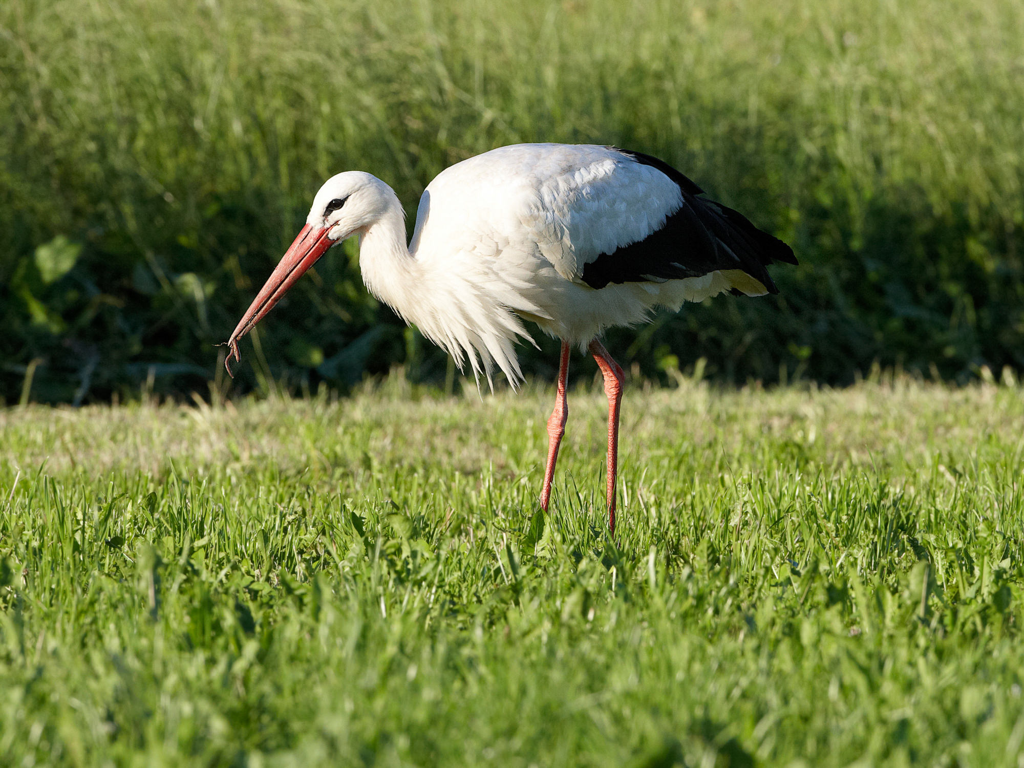 stork
