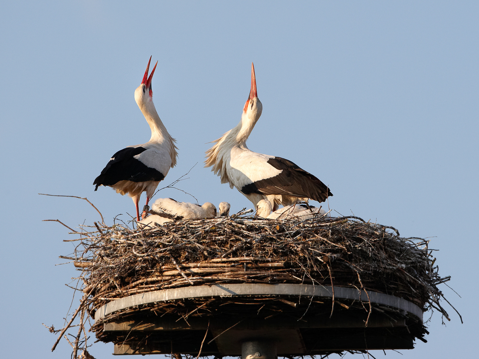 stork
