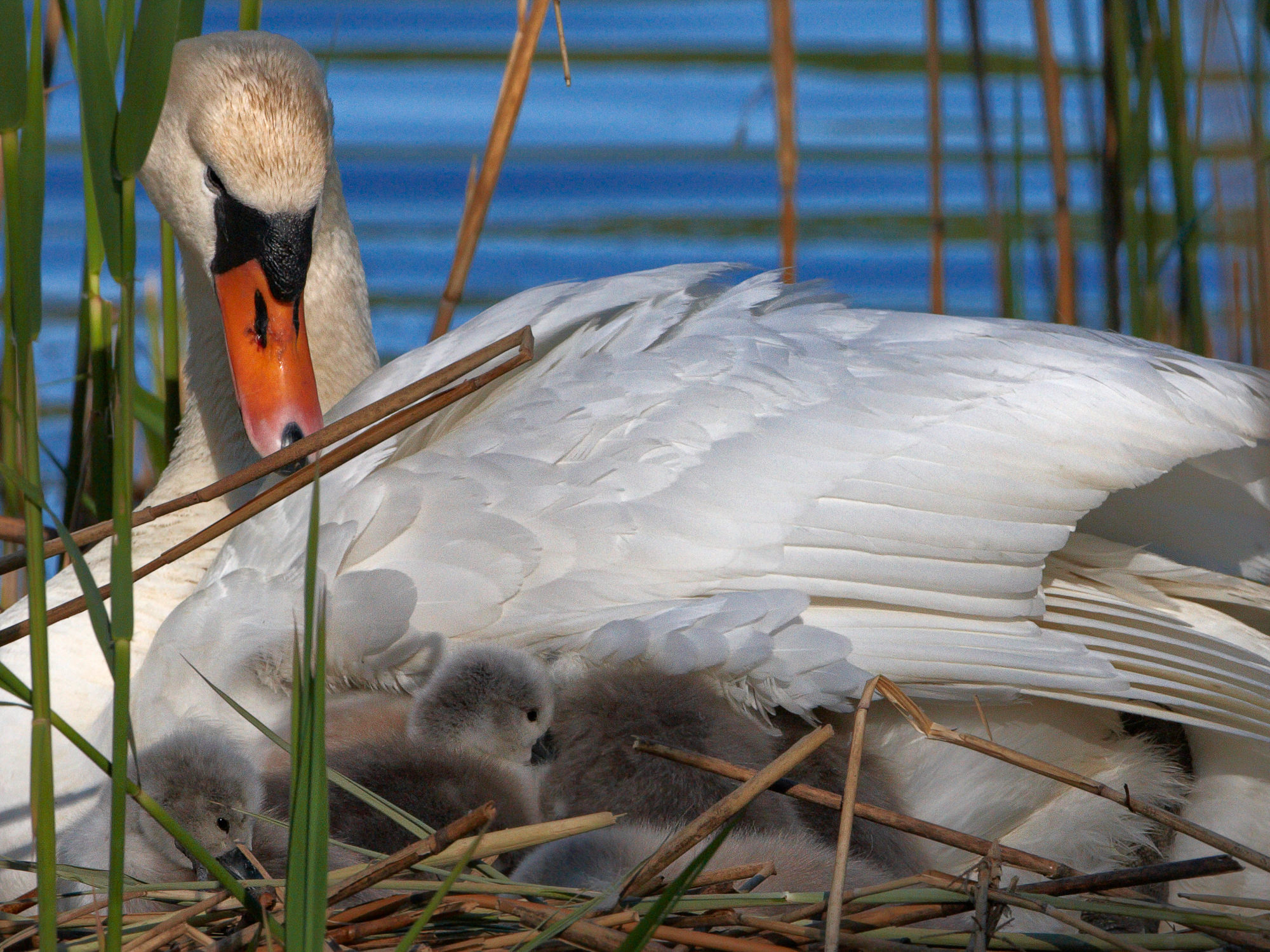 swan nest in thte reeds