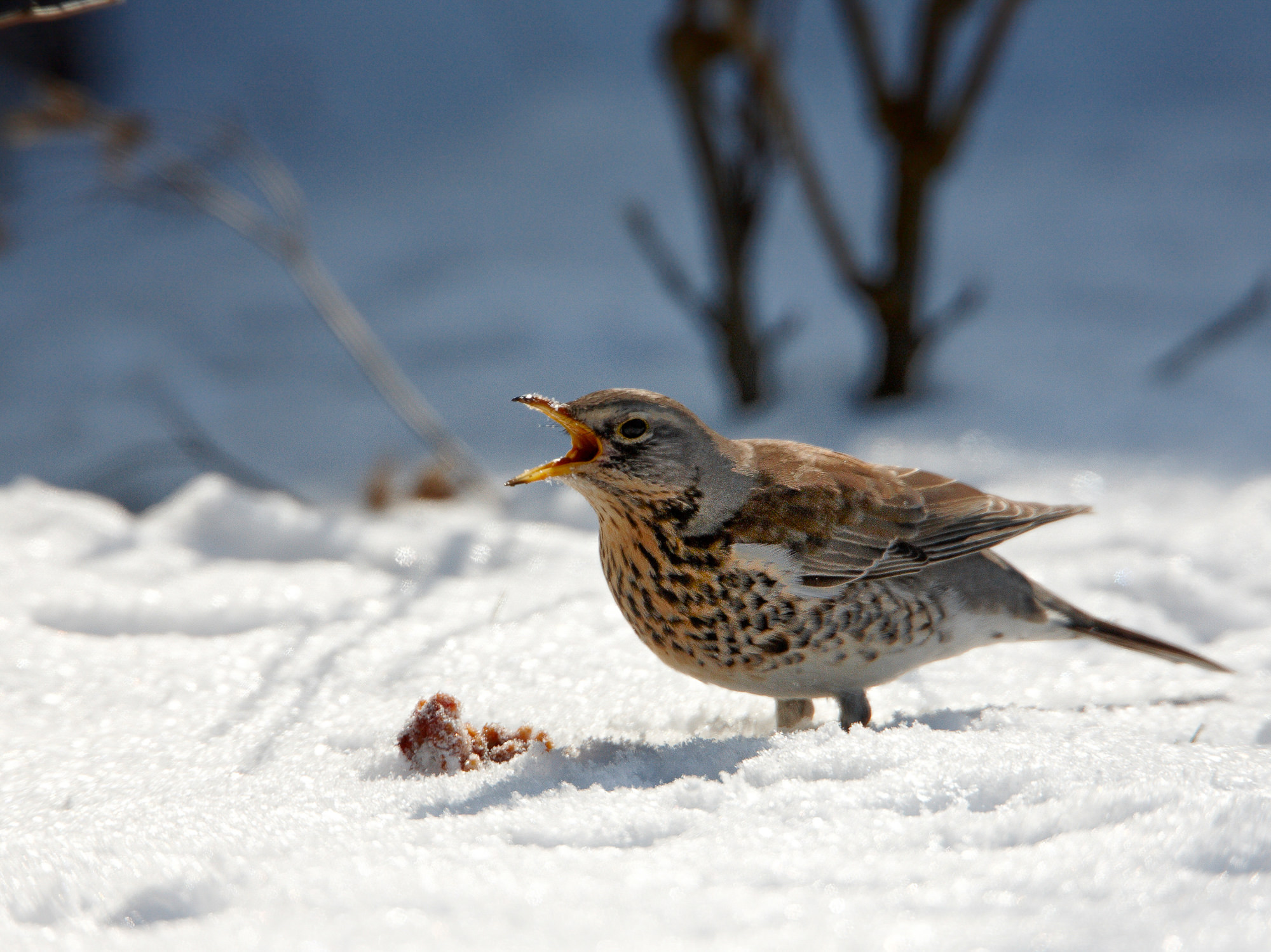juniper thrush