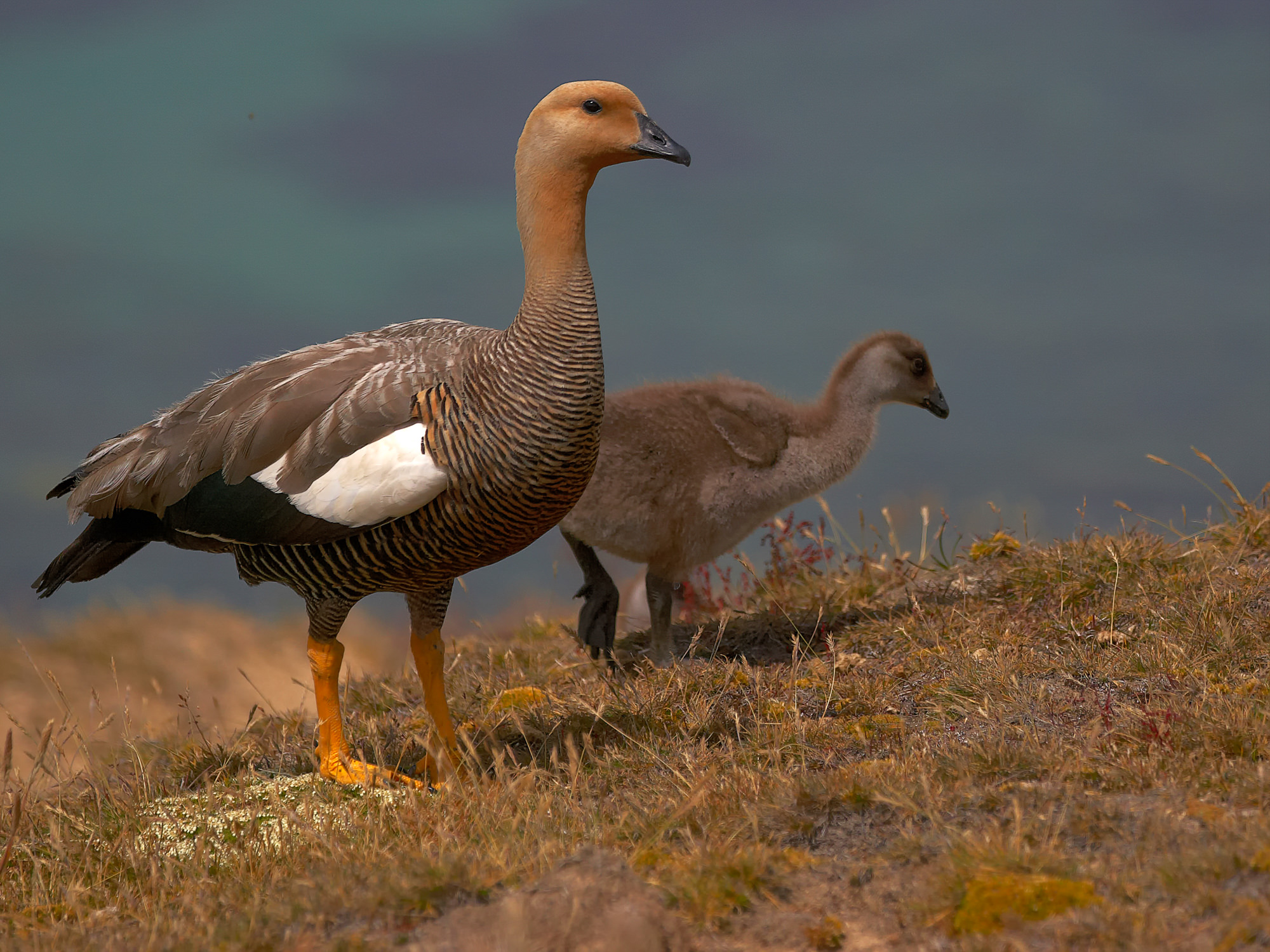 magellamic goose