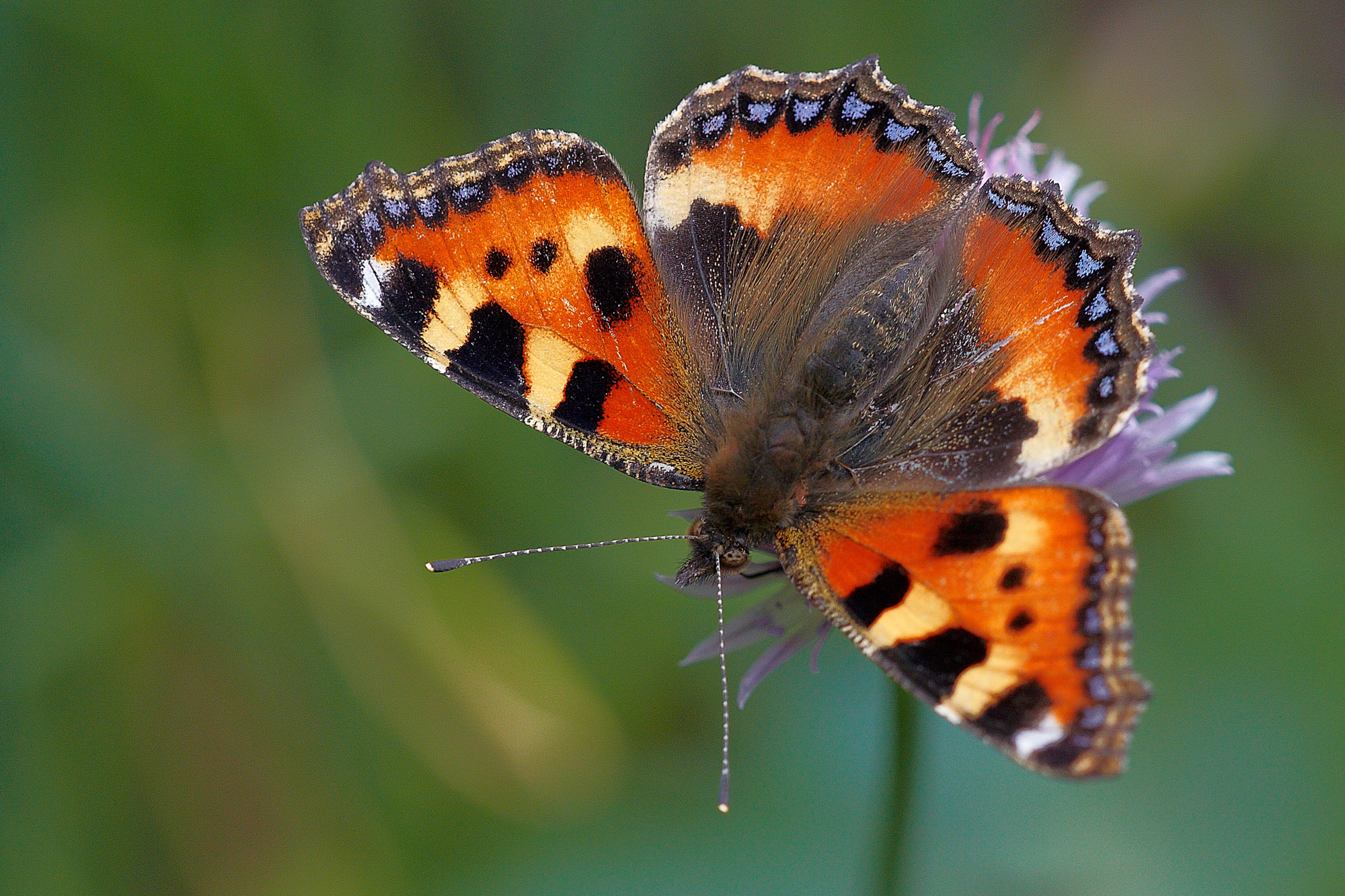 small Tortoiseshell