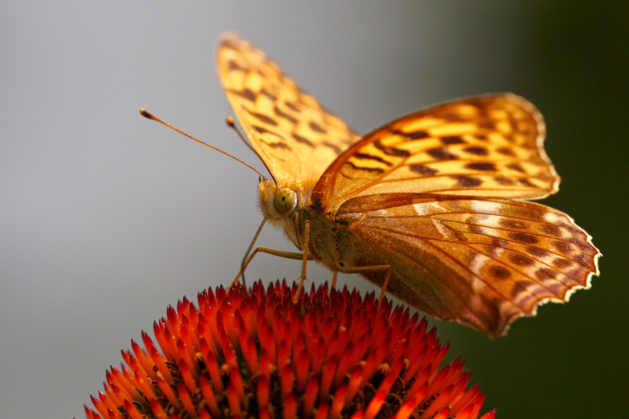 Silver-washed fritillary