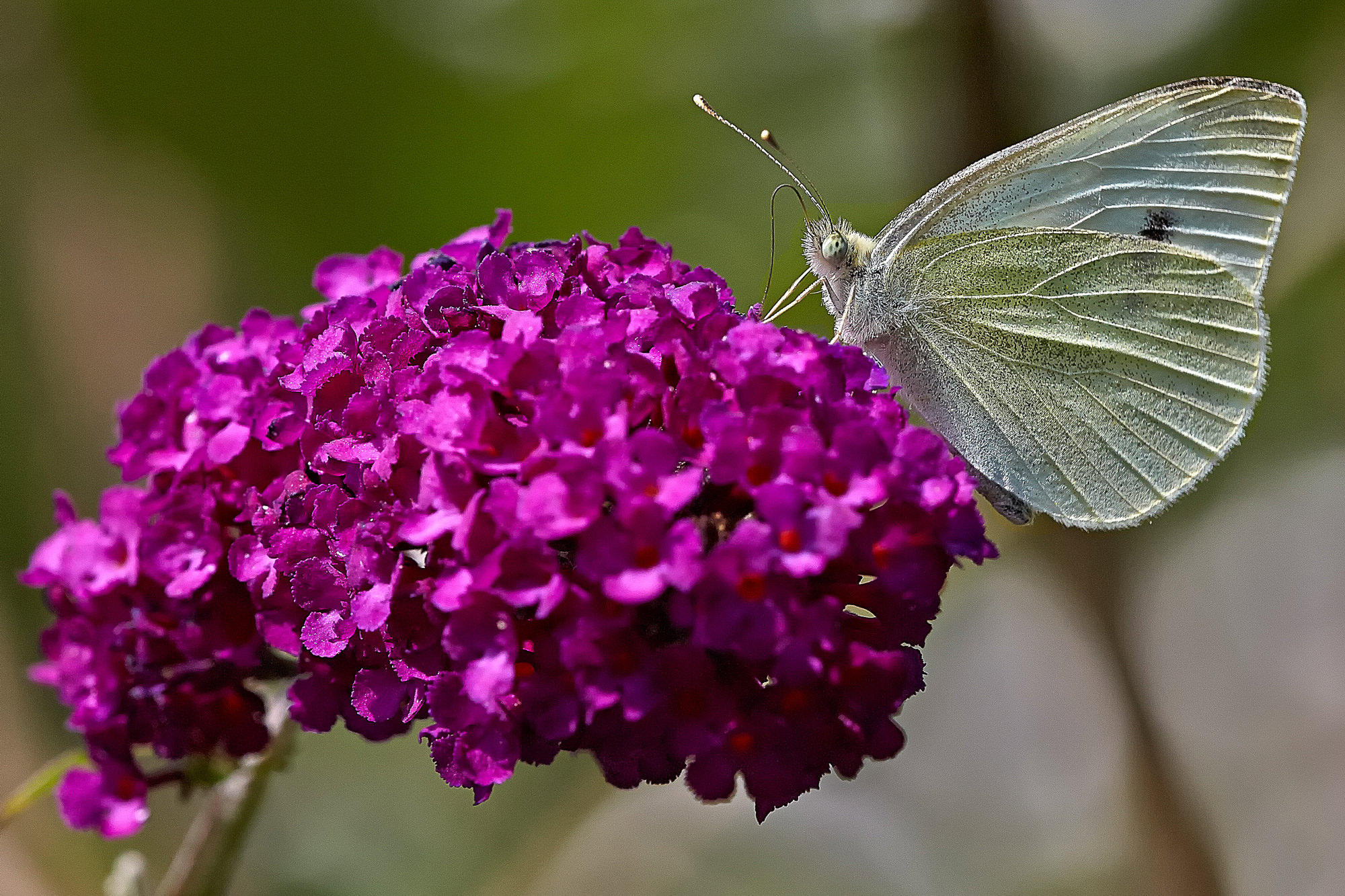 Hummingbird hawkmoth