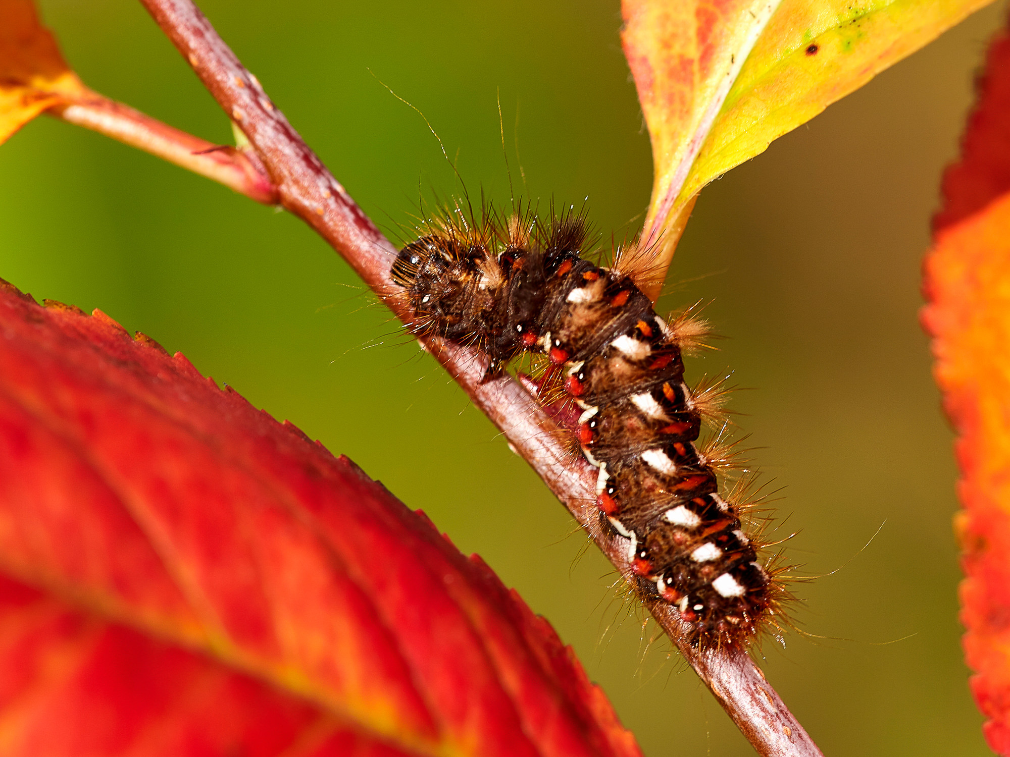 Knot grass - caterpillar