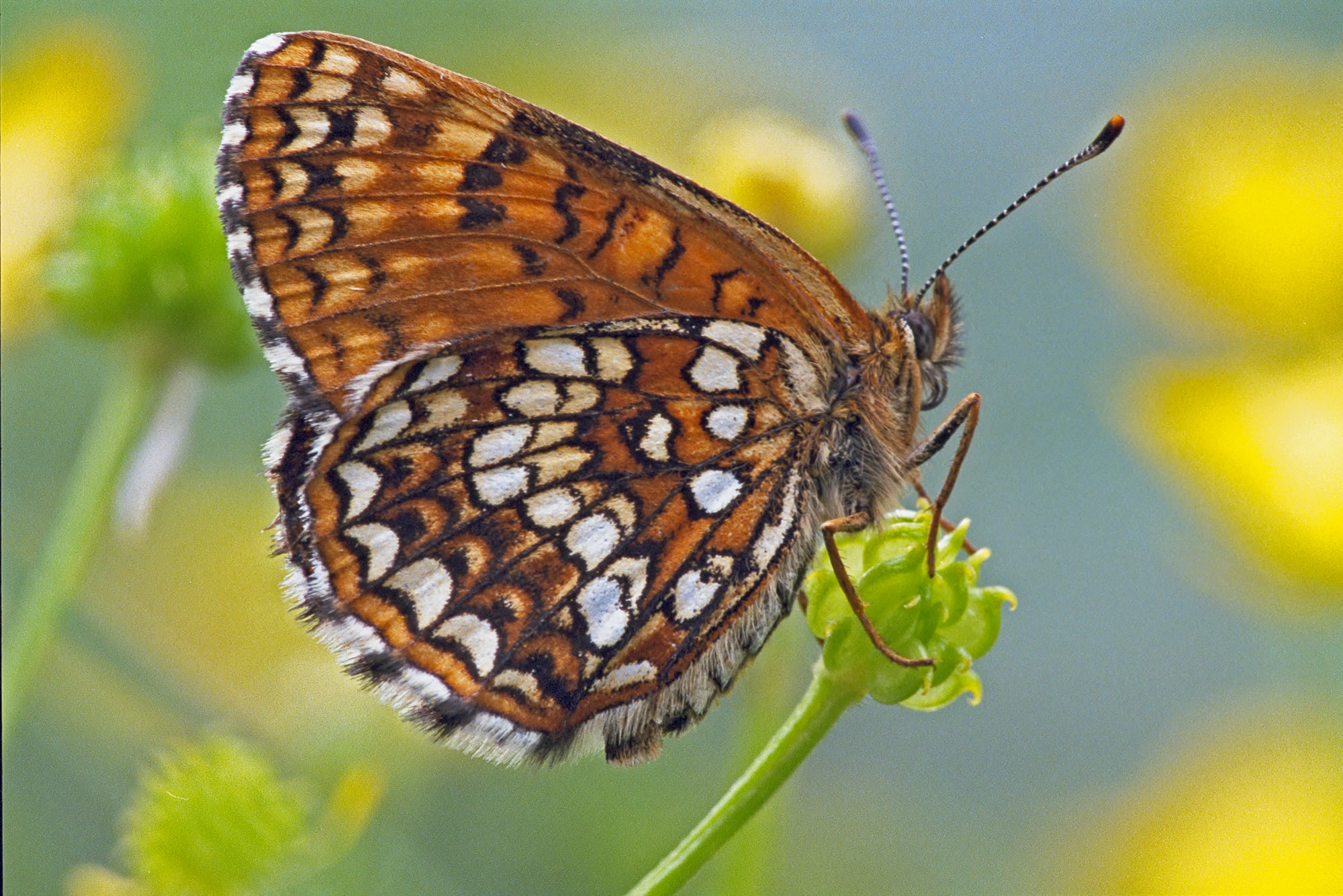 Glanville fritillary