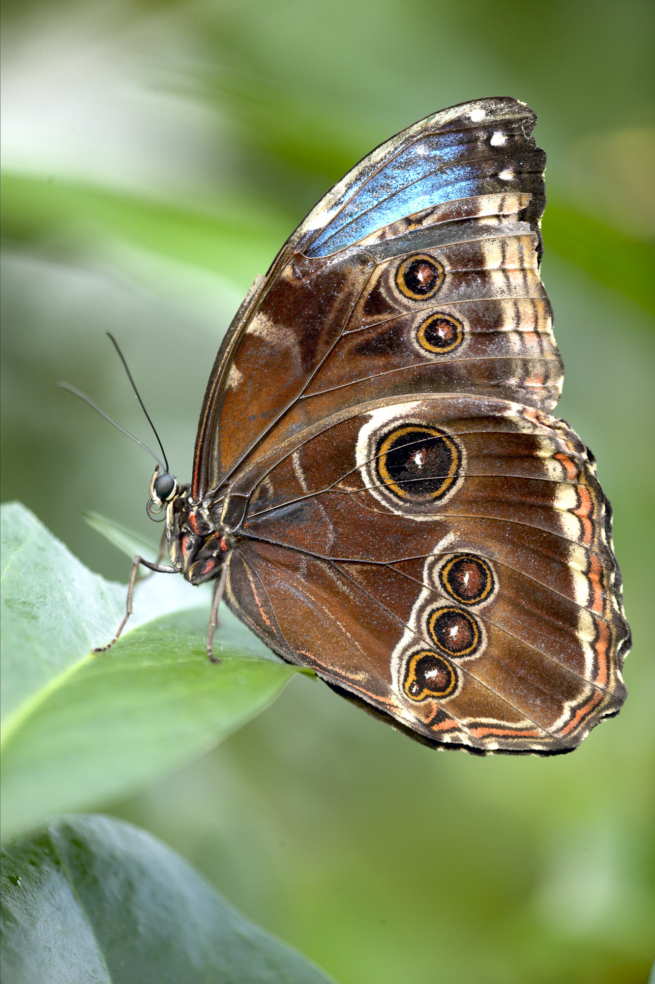 Emperor / peleides blue morpho [Morpho peleides]