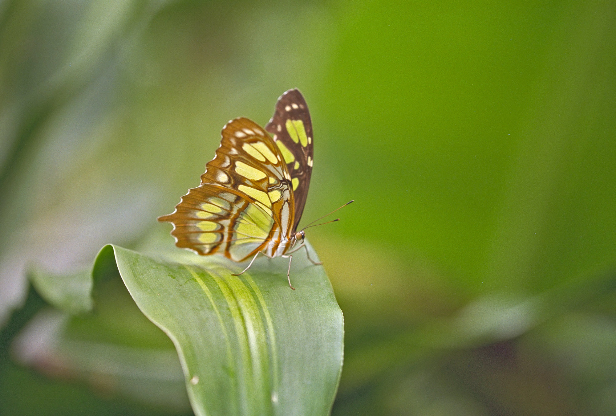 Butterflies Tropical