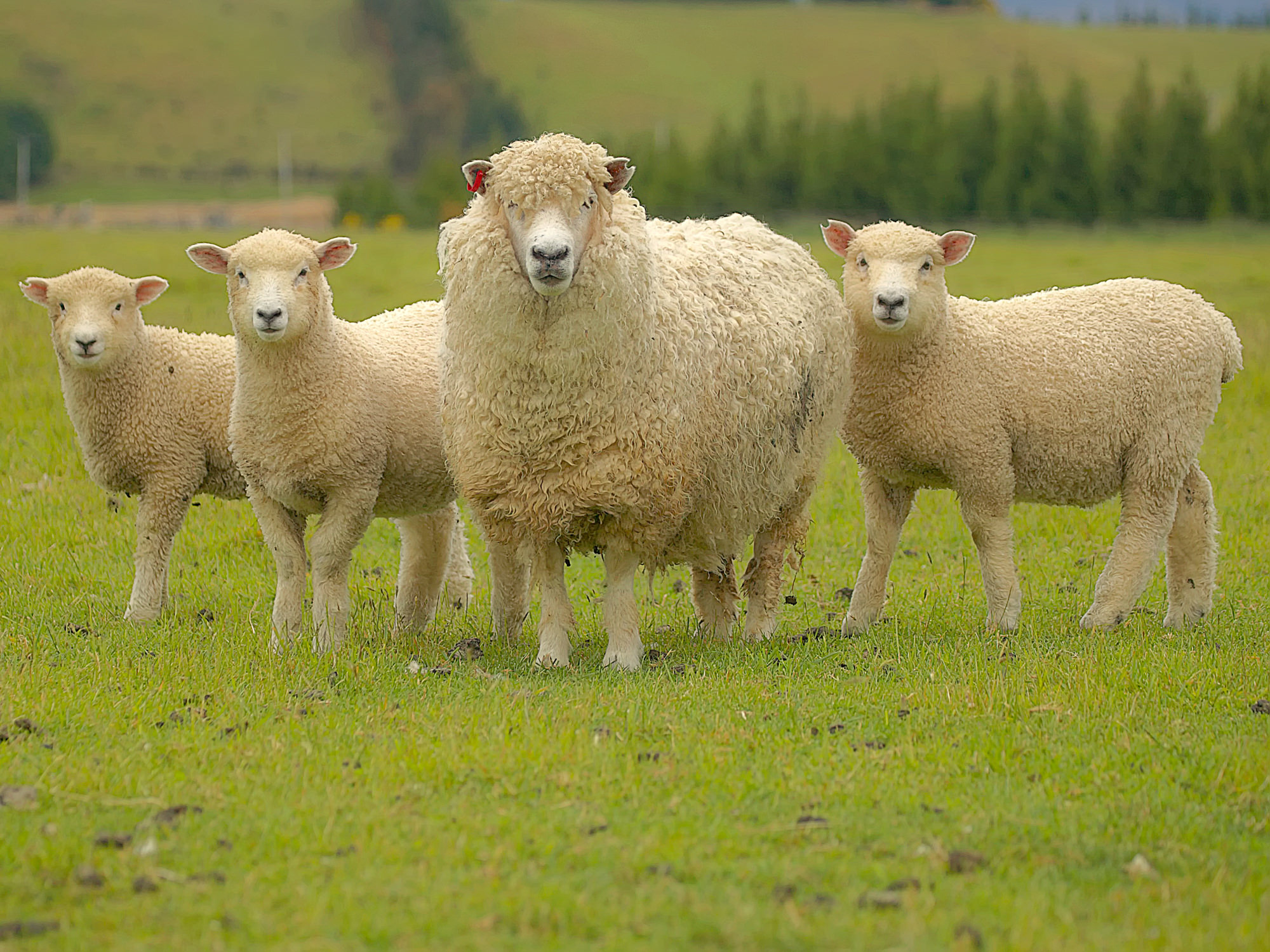 Sheep family in New Zealand