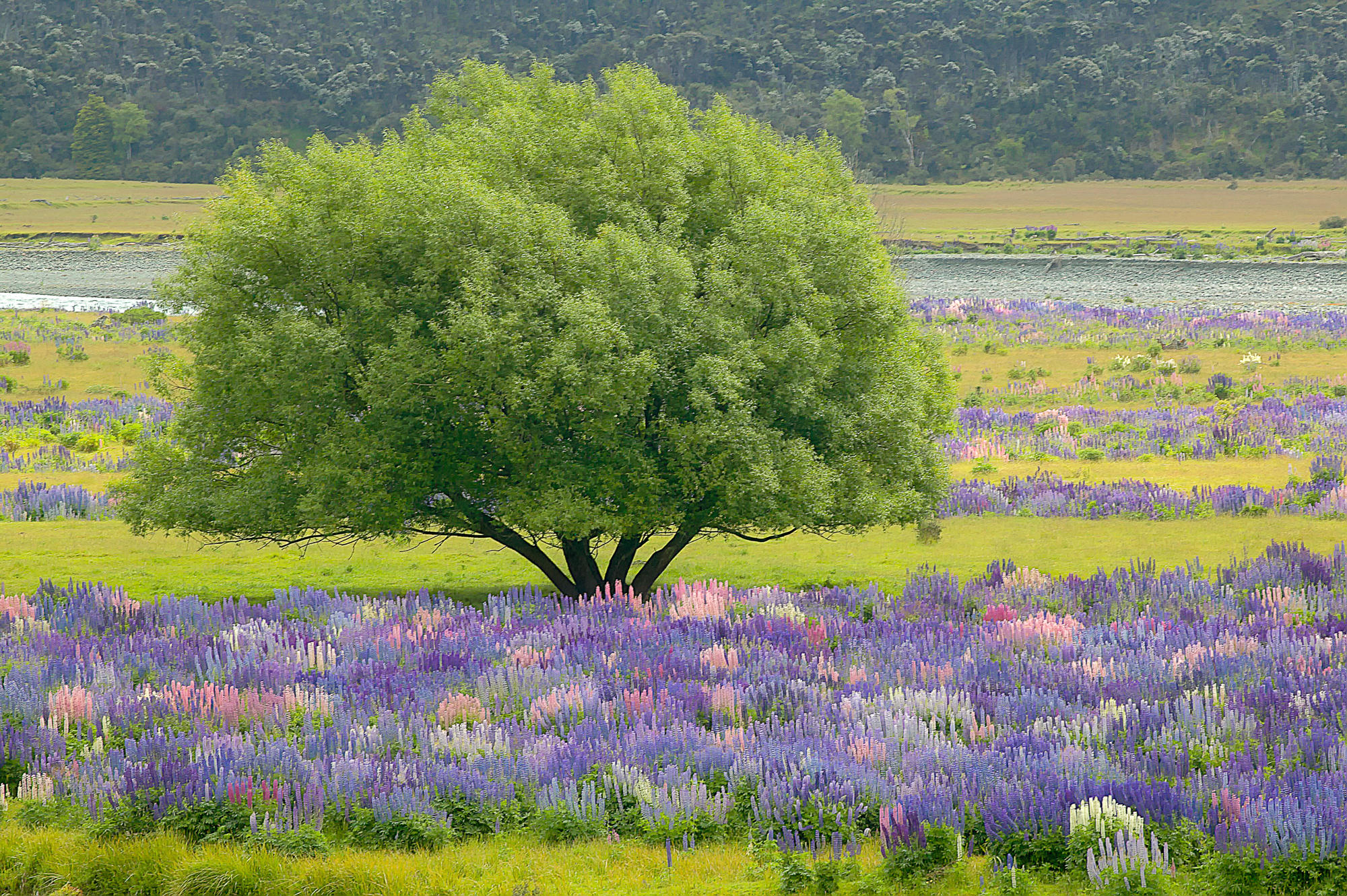 Lupines (New Zealand)