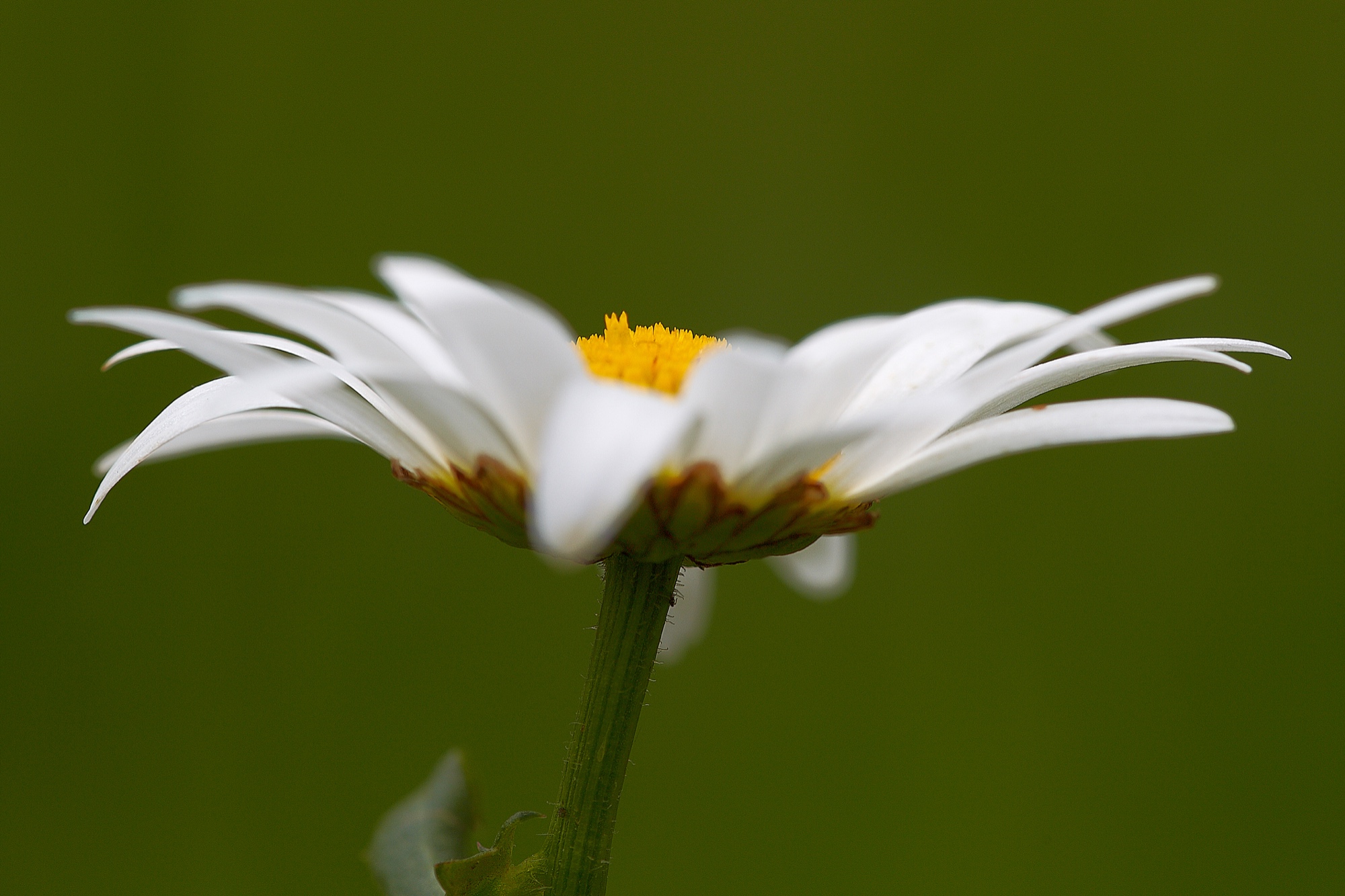 Marguerites