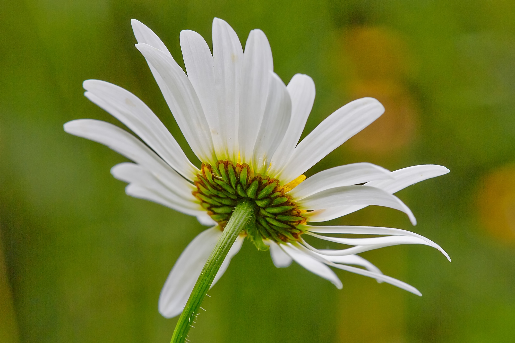 Marguerites