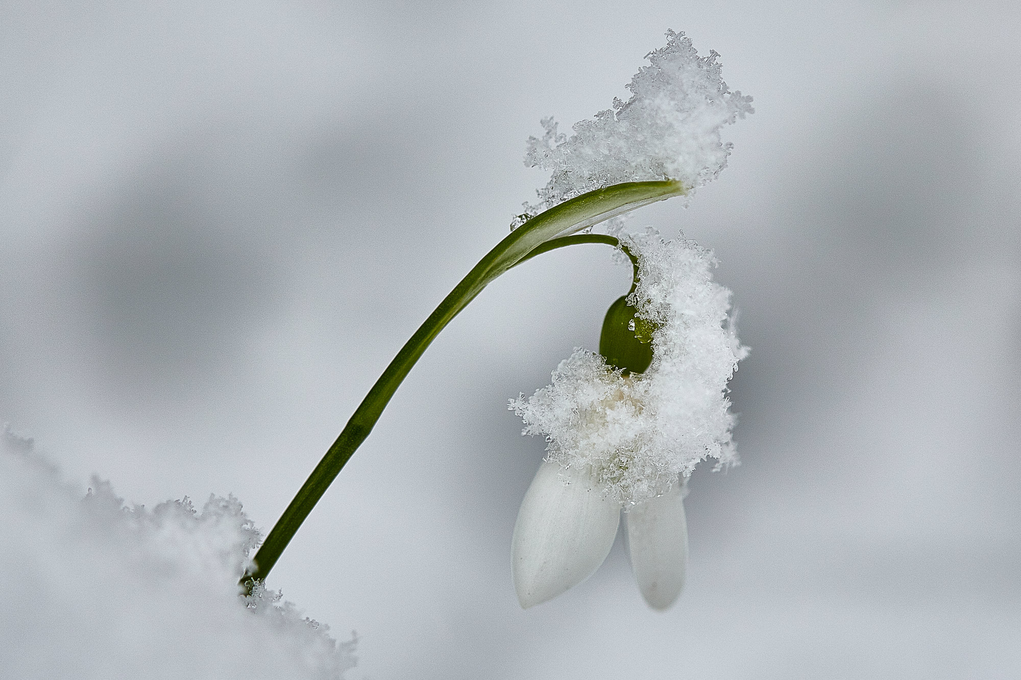Snowdrop