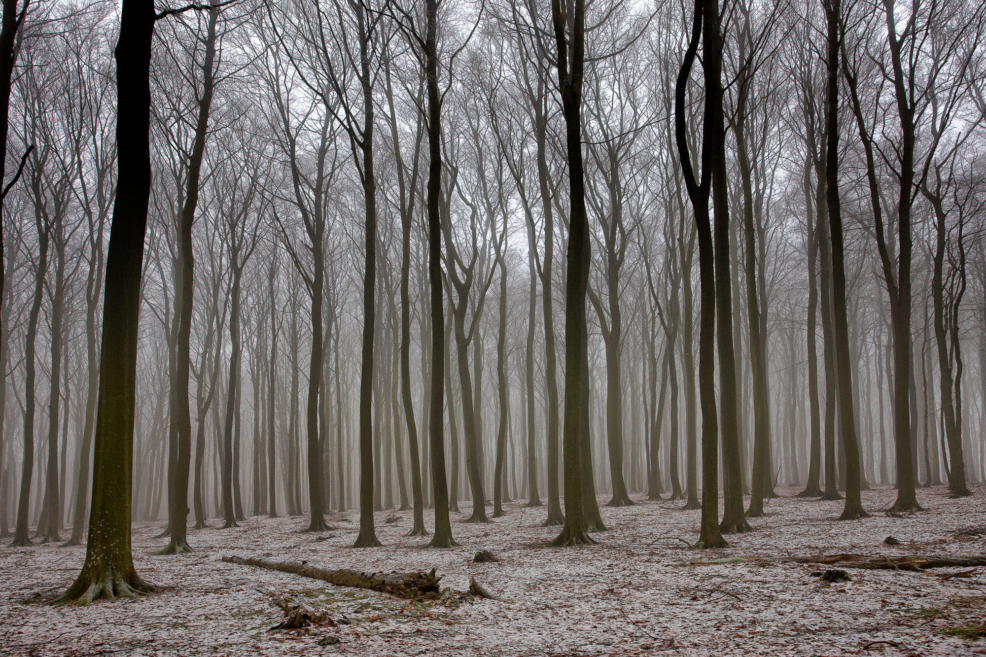 Beech trees in winter