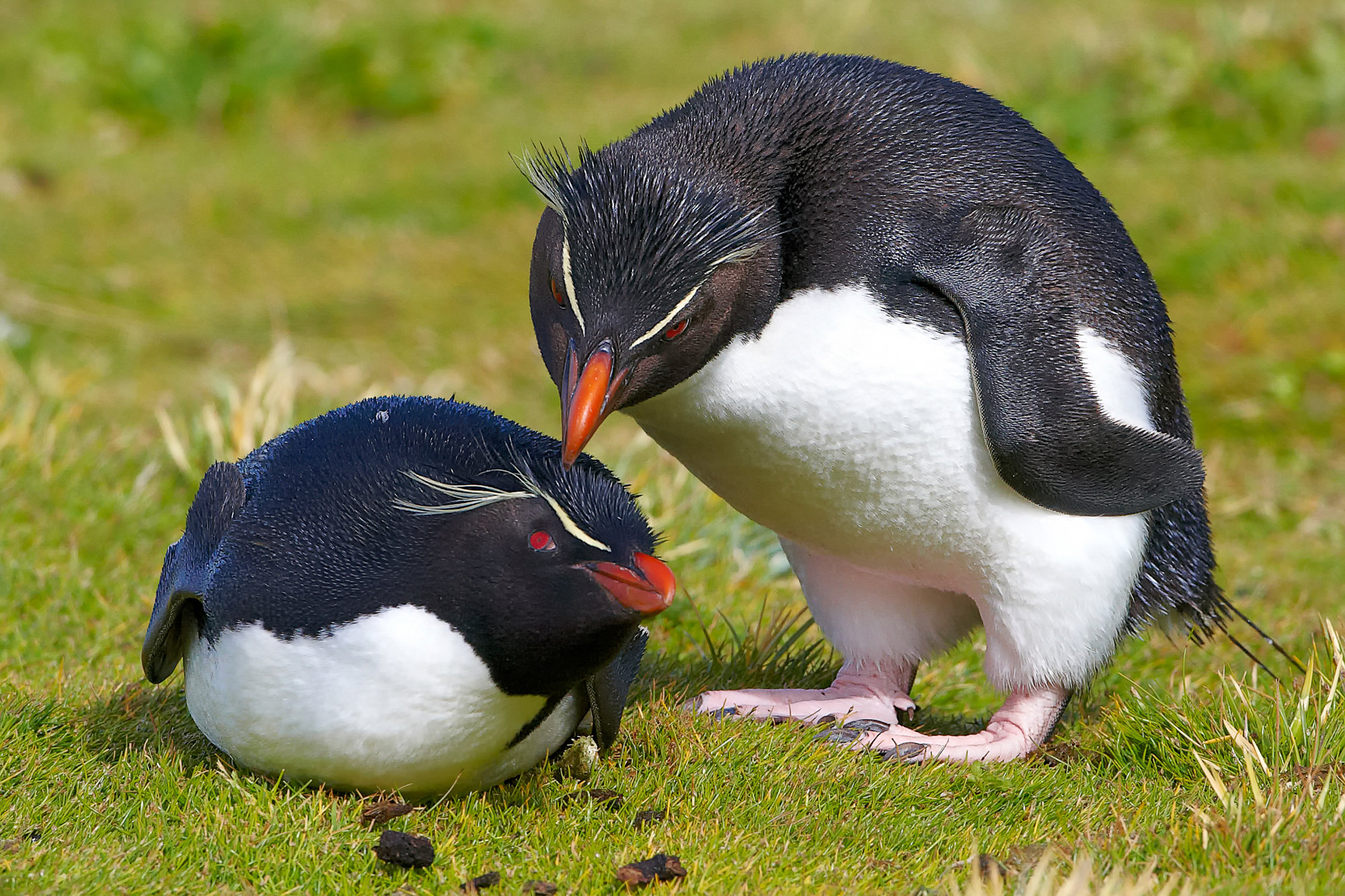 loved rockhopper penguins
