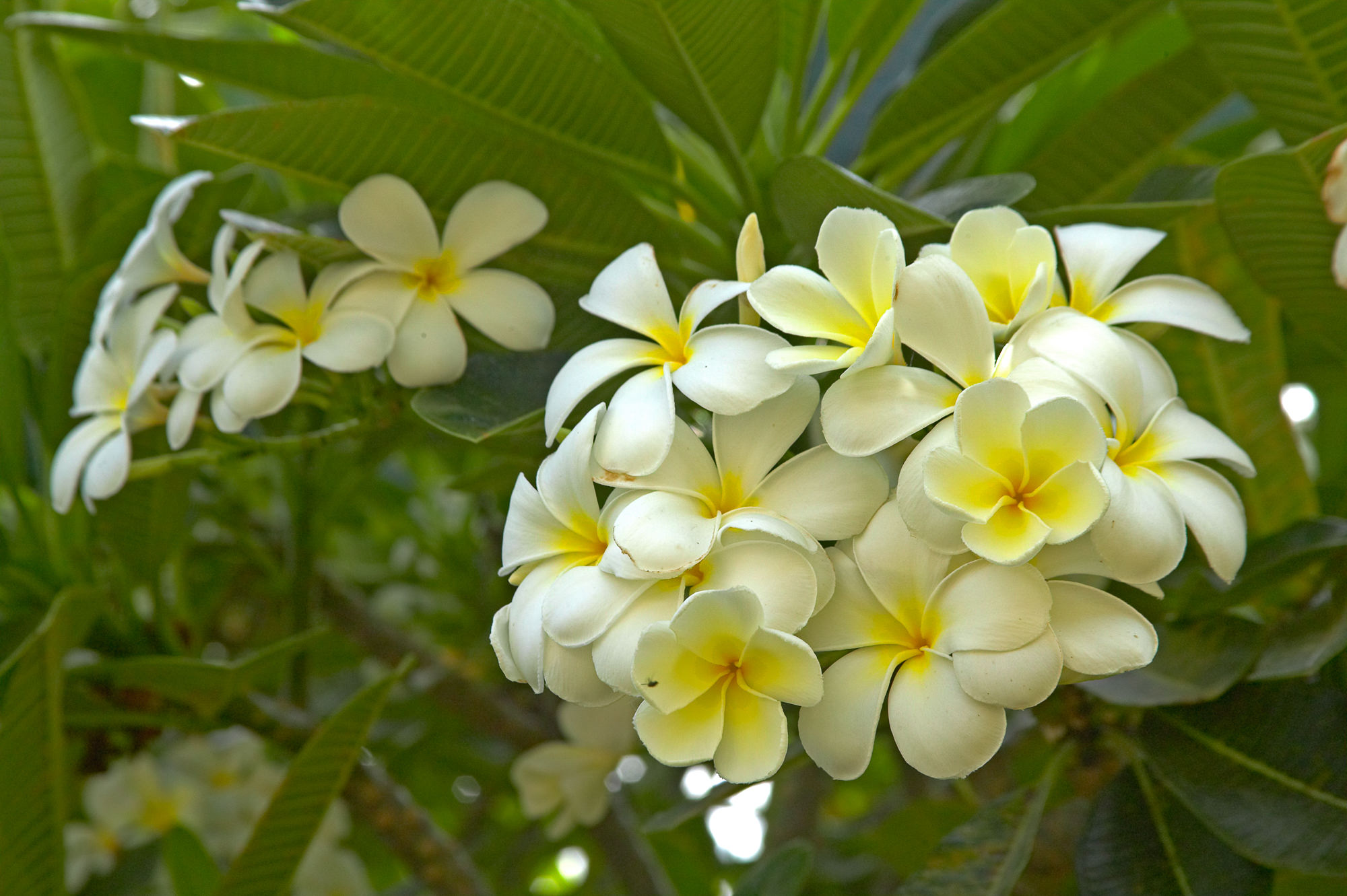 frangipani bloom, Fiji