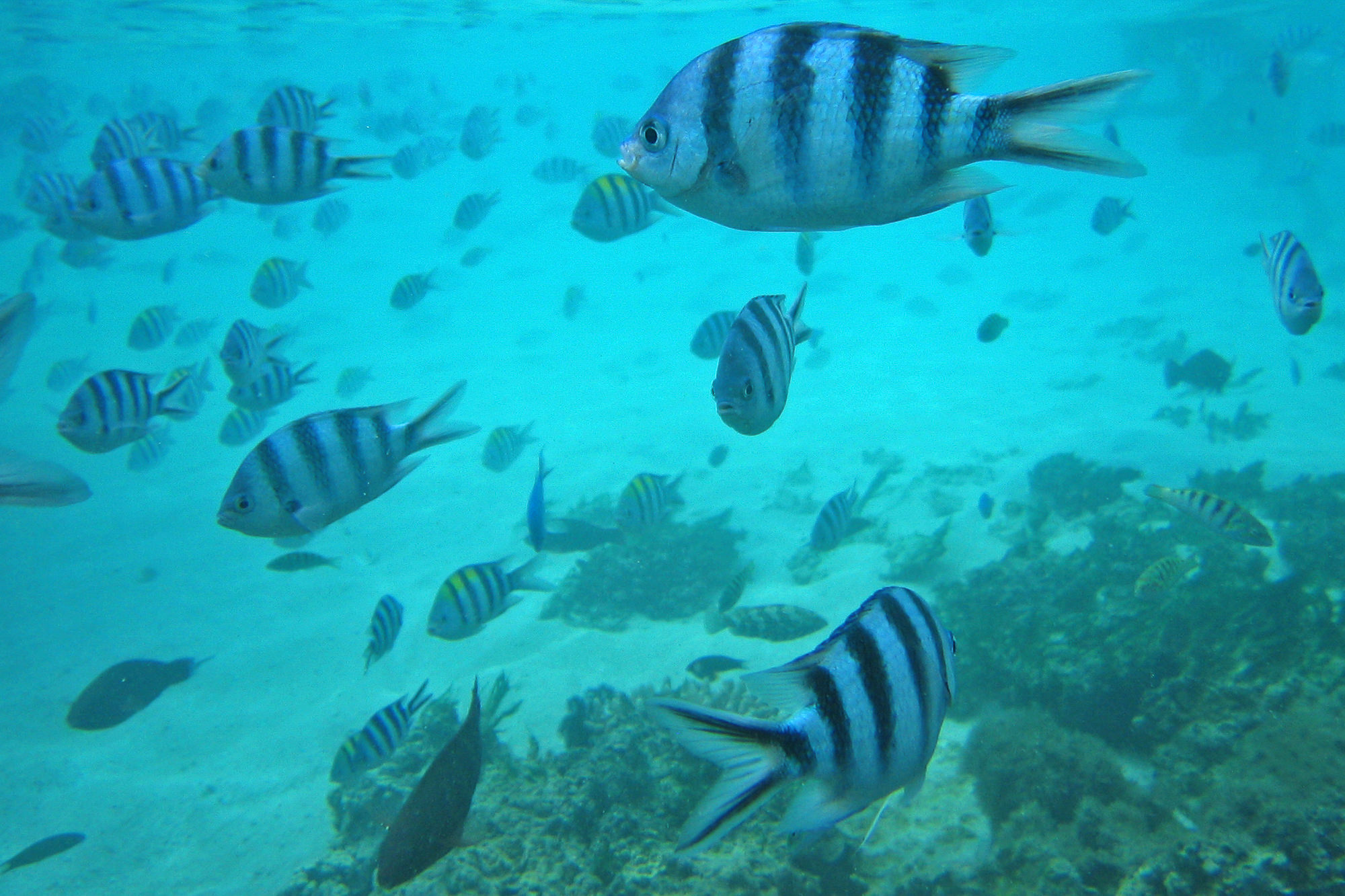 underwater world in the South Sea