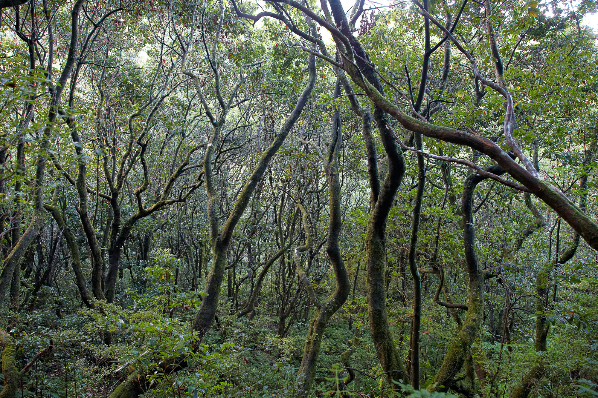 Мадейрский лес Португалия 1600\900
