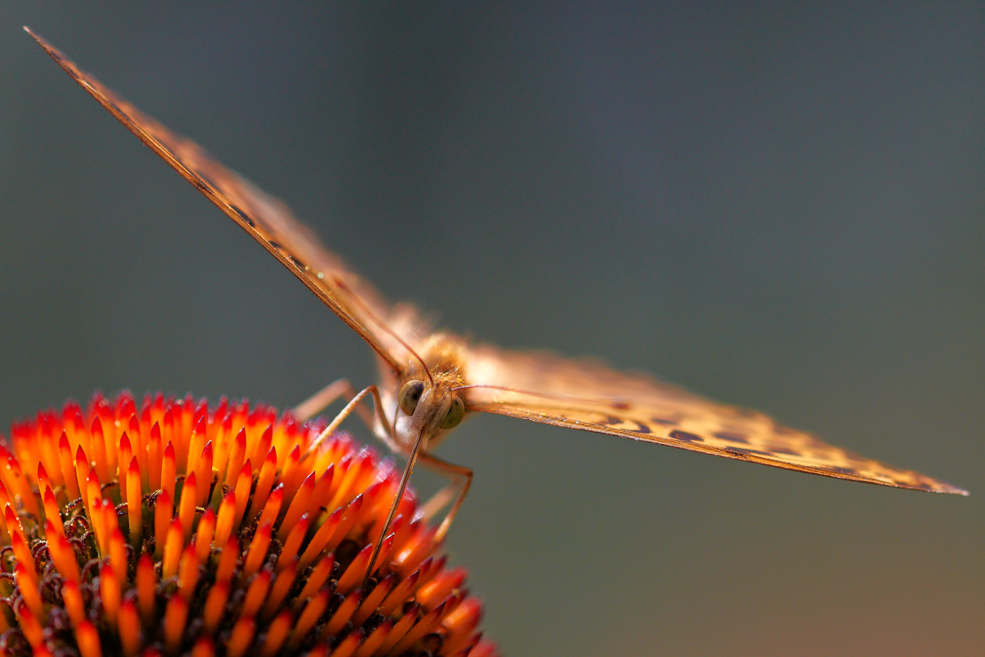 silver-washed fritillary